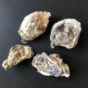 Oyster Sea Shells, Bivalve Genuine Sea Shell, Natural Shell, Shell for Craft, Beach Shell, Home Decor, Terrarium Decor, Shells for Jewelery