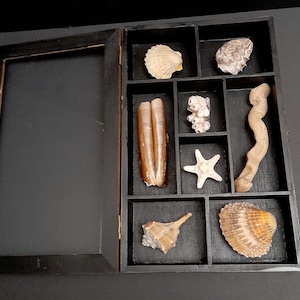 Wooden Seashell Shadow Box, Coastal Decor, Anniversary, Sea Life, Valentines, Mothers Day, Shell art, Oceanic art, Aquatic art, Living decor