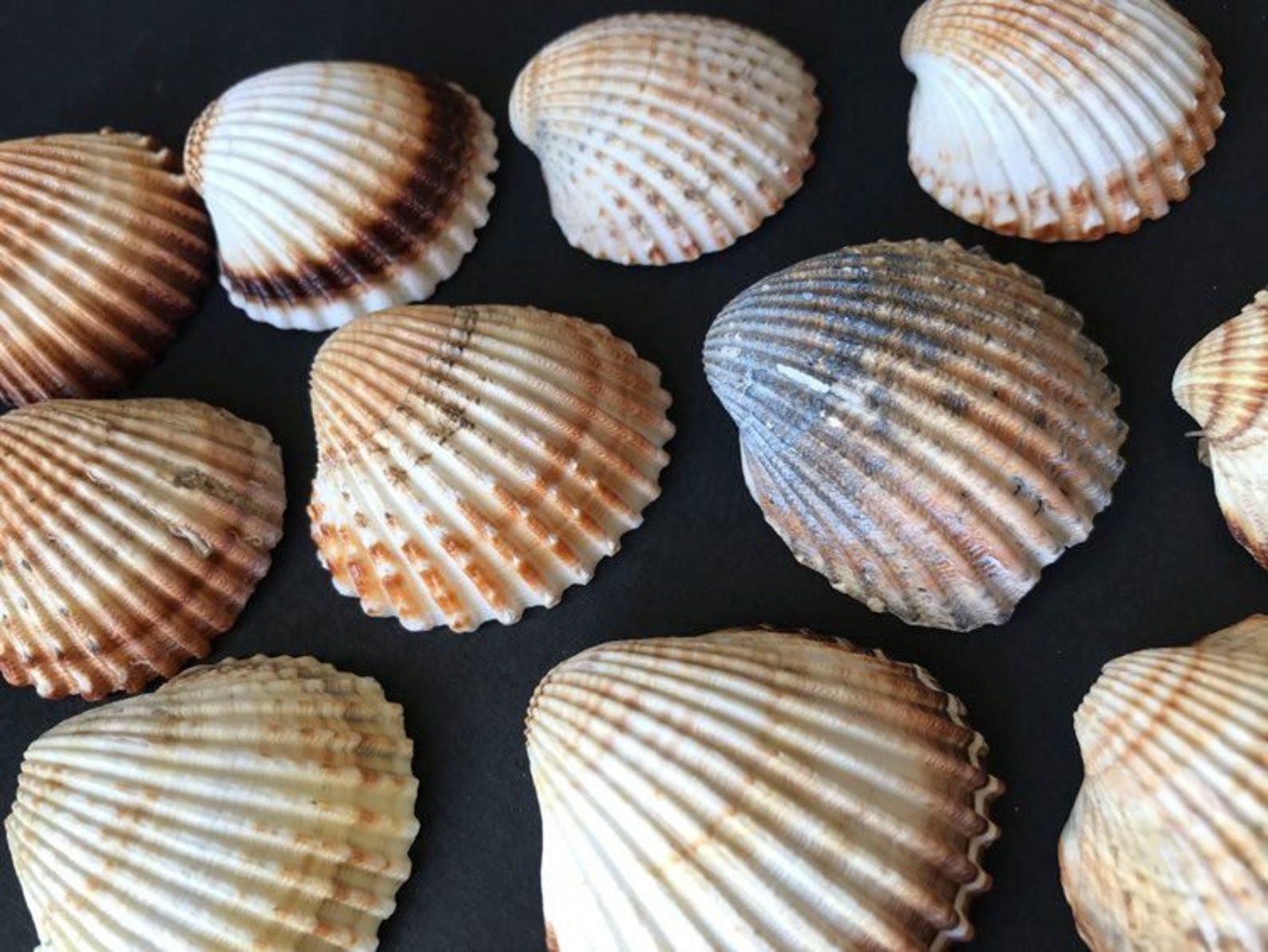 Cockle Sea Shells, Bulk Bivalvia Sea Shells, Natural Shell, Shell for ...