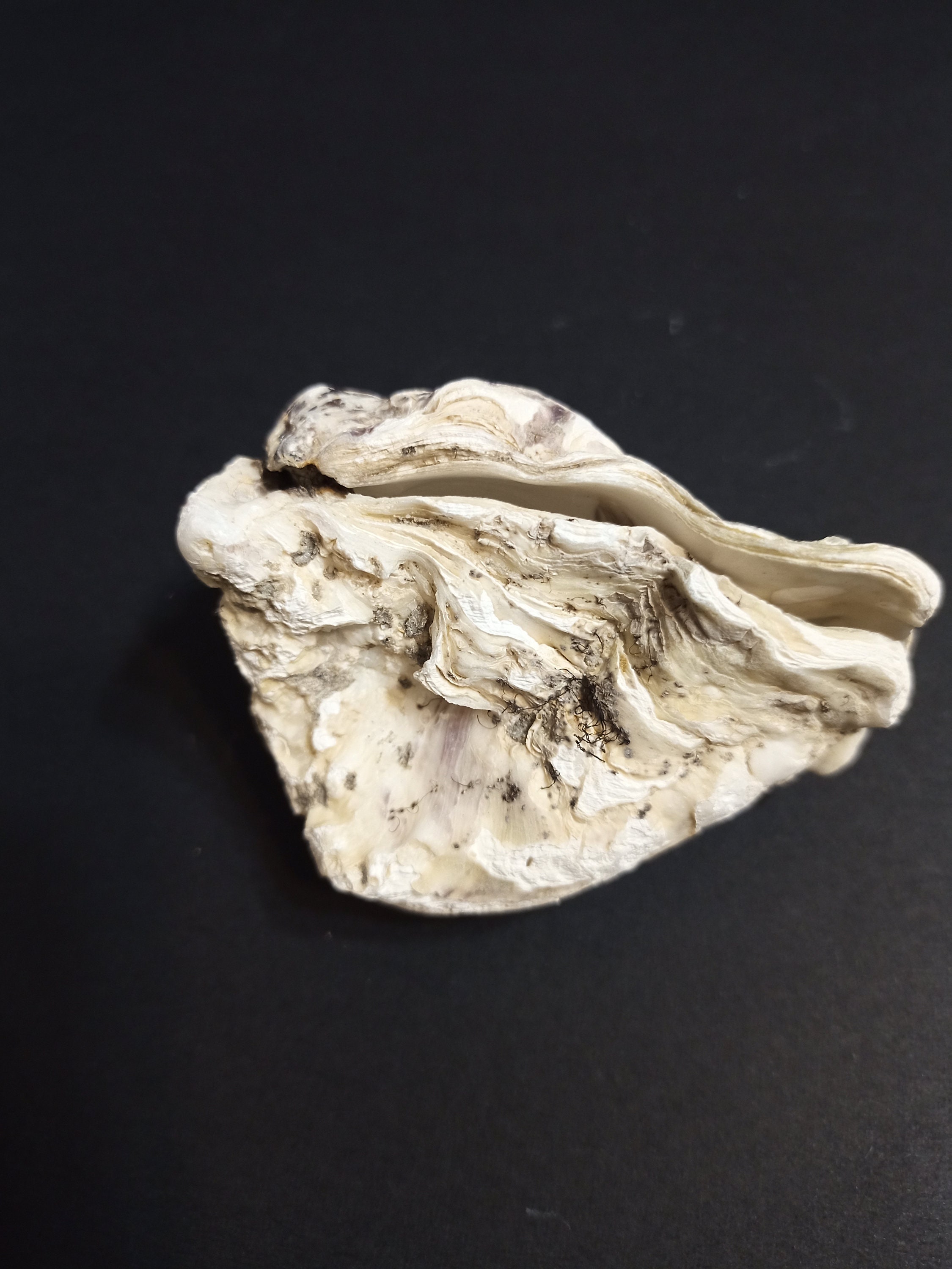 Große Trompetenmuschel 29-31cm - Natürliche Muschel Für Deko & Strandpartys