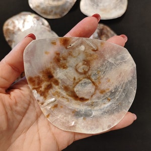 Large Oysters, Placuna Oysters, Saddle Oyster Shells, Beach Decor Bulk Oyster Seashells, Shells for Craft, Beach Shells