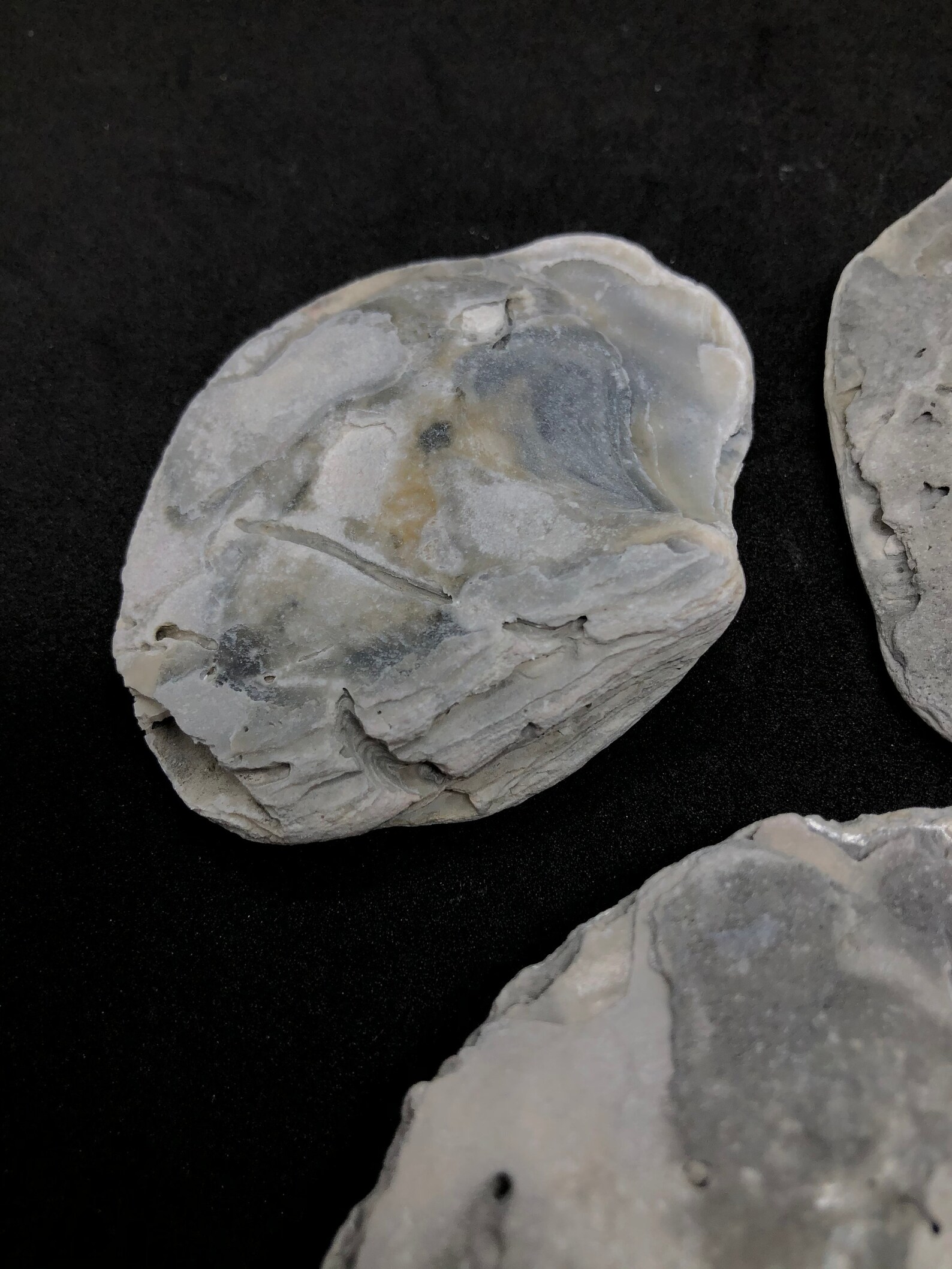 Oyster Sea Shells, Fossilized Shells, Fossil Shells, Bivalve Genuine