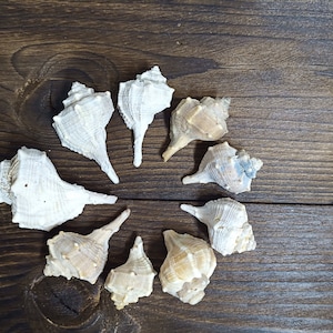Murex Haustellum Shells, Seashell Supply, Bulk Genuine Sea Shells, Whelk Shells, Shells for Craft, Beach Shells, Home Decor, Terrarium Decor