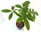 Money Tree AKA quot Pachira Aquatica quot - Live Plant in 4 quot Pot