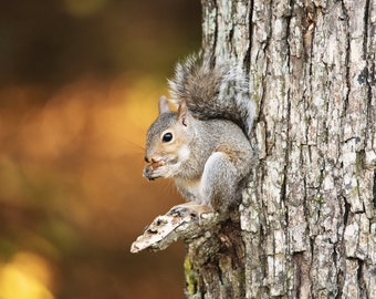 Squirrel Design PicturePhoto Frame Portrait Or Landscape 6x4 Nature Gift 343