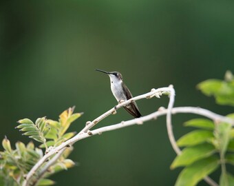 Ruby Throated Hummingbird, Wildlife Photography, Bird Photograhy, Nature Photography, Bird Photo Print, Bird