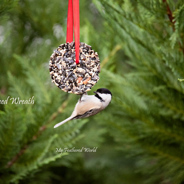 Attract birds with a mini Birdseed Wreath, Bird Treat, Bird Suet