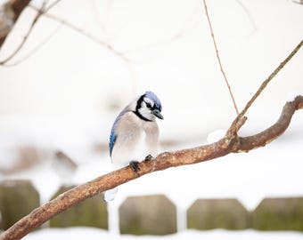 May include: A blue jay perched on a brown branch against a snowy backdrop. The bird has blue, white, and black feathers. The branch is bare, and the background is blurred, suggesting a winter scene.
