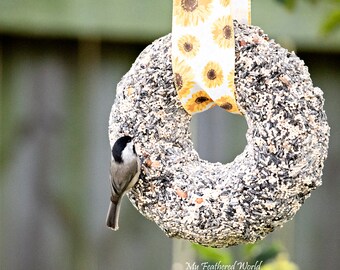 Handcrafted Birdseed Wreath: Wild Bird Feeder With Ribbon
