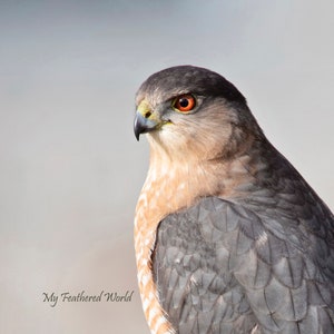 Coopers Hawk, Hawk, Hawk Photo, Wildlife Photography, Bird Photography