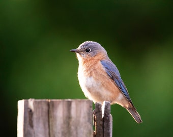 Blue Bird Photo, Bird Photography Print