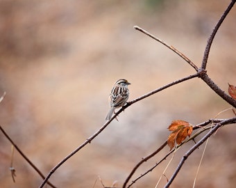 White-throated sparrow, Sparrow, Bird Photograhy, Nature Photography, Bird Photography Print, Bird Photo