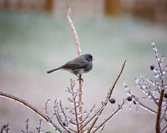 Dark Eye Junco, Bird Photograhy, Nature Photography, Bird Photography Print, Winter bird, Snow Bird, Bird