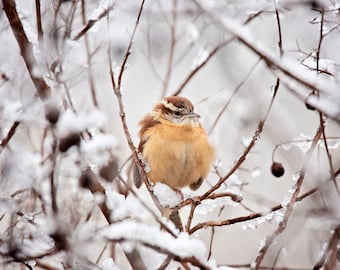 North Carolina Wren,Wren, Bird Photograhy, Nature Photography, Bird Photography Print, Bird in snow