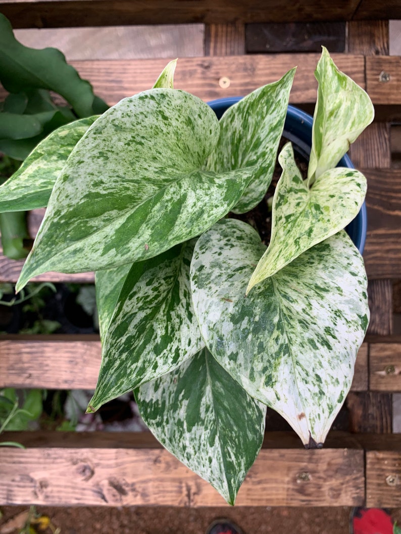 Pothos Marble Snow Queen Highly Variegated Rare Plant Etsy