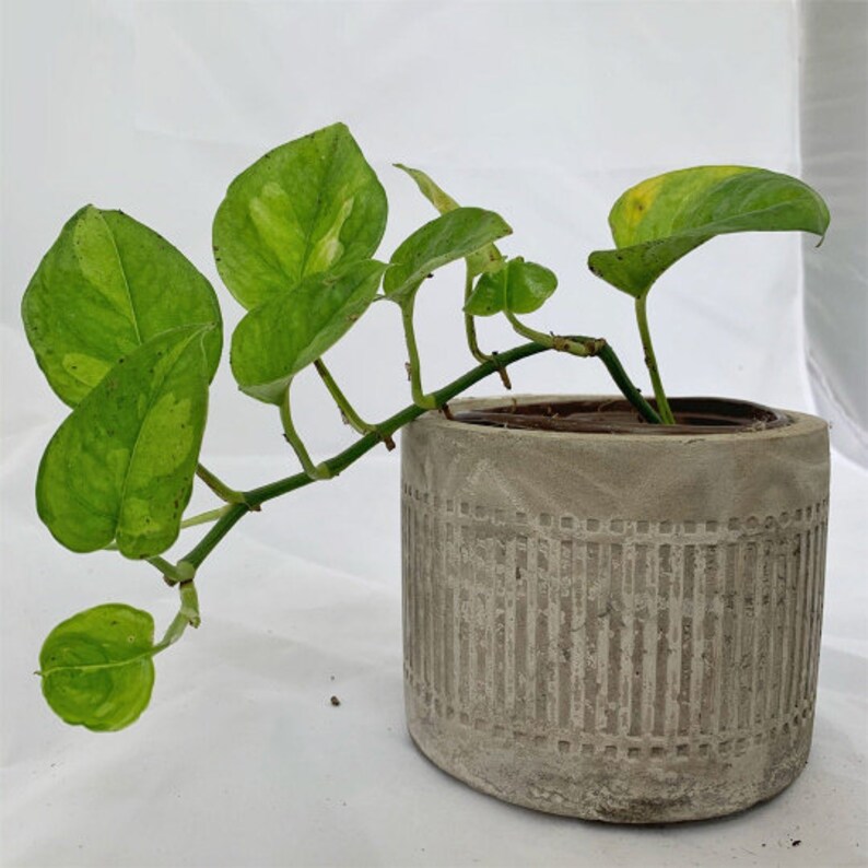 Global Green Pothos Rare Plant Fully Rooted Plant Etsy