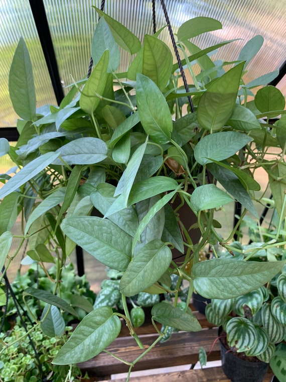 Epipremnum Pinnatum Cebu Blue Cuttings Rare Plant Etsy