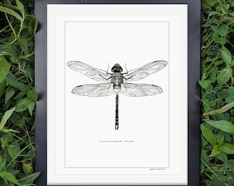 Green Darner Dragonfly 11x14 | Dragonfly Illustration| Dragonfly Wall Décor