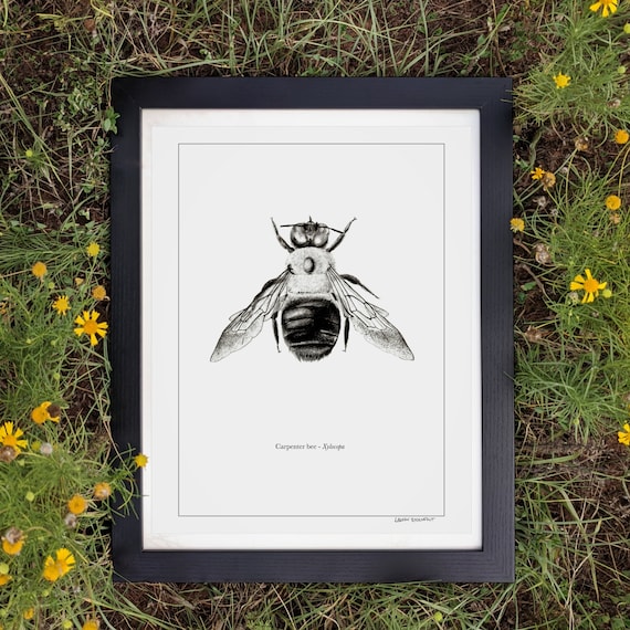 Carpenter Bee 11x14 | Bee Art | Pollinators | Bee Art Print | Bee