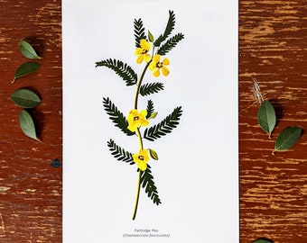 Partridge Pea 5x7 | Art Print | Botanical Natural Science Illustration | 5x7 inches | Plant Illustration