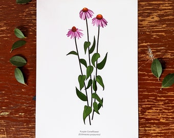 Purple Coneflower 5x7 | Art Print | Botanical Natural Science Illustration | 5x7 inches | Flora Illustration