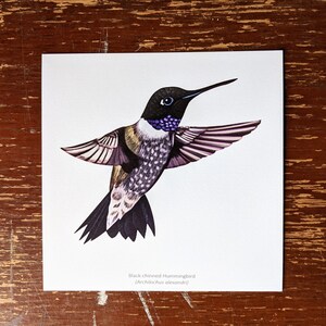 Black-chinned Hummingbird 5x5 | Art Print | Hummingbird Natural Science Illustration | 5x5 inches | Bird Illustration