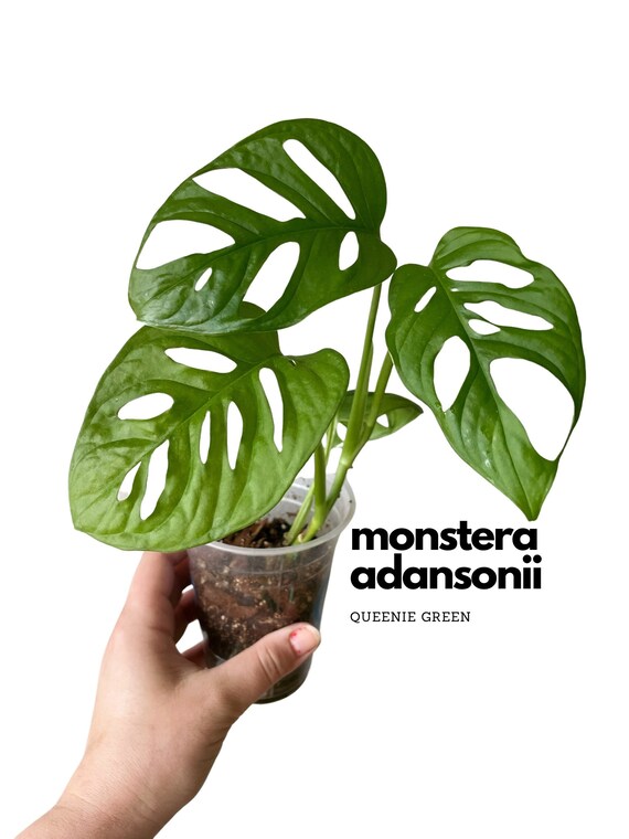 Monstera Adansonii swiss Cheese Plant Monkey Mask Etsy