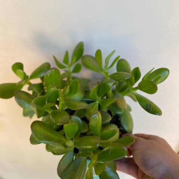 3 Organic Jade Stem cuttings - 2"-3" - Crassula Ovata
