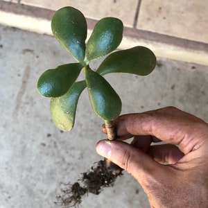 Organic Jade Plant 6-9&quot; with strong roots! (Crassula Ovata) Grows much faster than just a clipping!