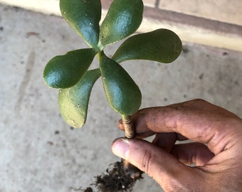 Organic Jade Plant 6-9" with strong roots! (Crassula Ovata) Grows much faster than just a clipping!