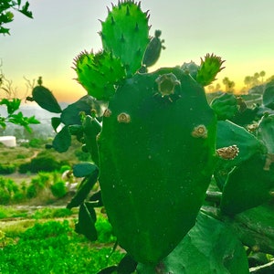 Organic Prickly Pear Cactus - ONE 7-10" pad -  Red flowers in summer