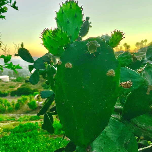 Young* Organic Prickly Pear Cactus- suitable for Tortoise/Reptile Treats