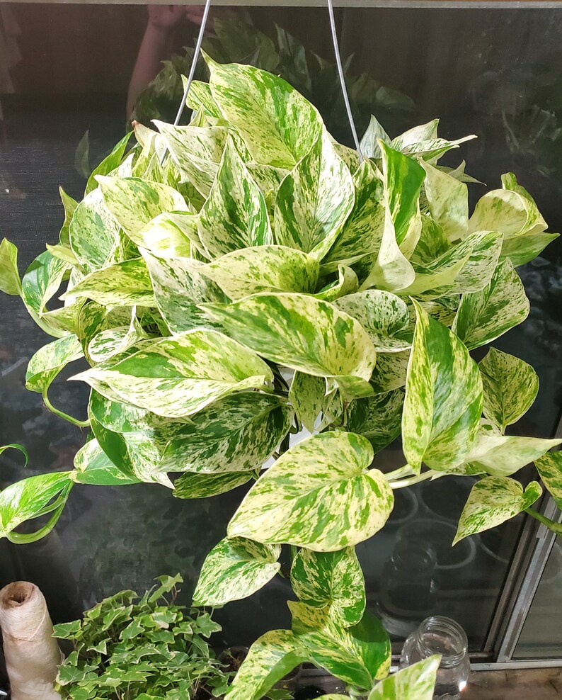 Snow Queen / Marble Queen Pothos Cutting ROOTED/UNROOTED Etsy