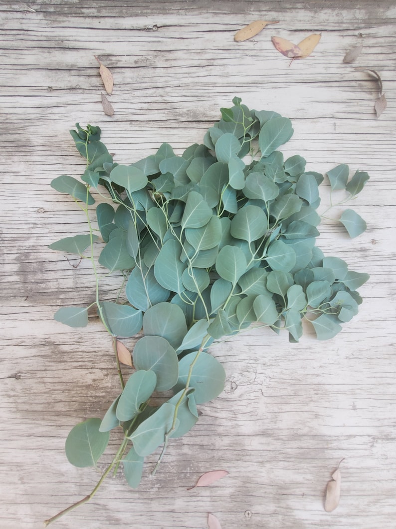 8 oz Eucalyptus Silver Dollar/ Gum Drop Leaves Etsy