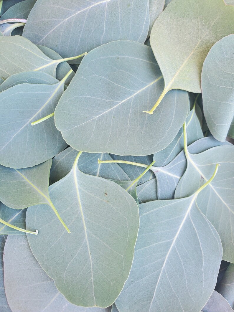 8 oz Eucalyptus Silver Dollar/ Gum Drop Leaves Etsy