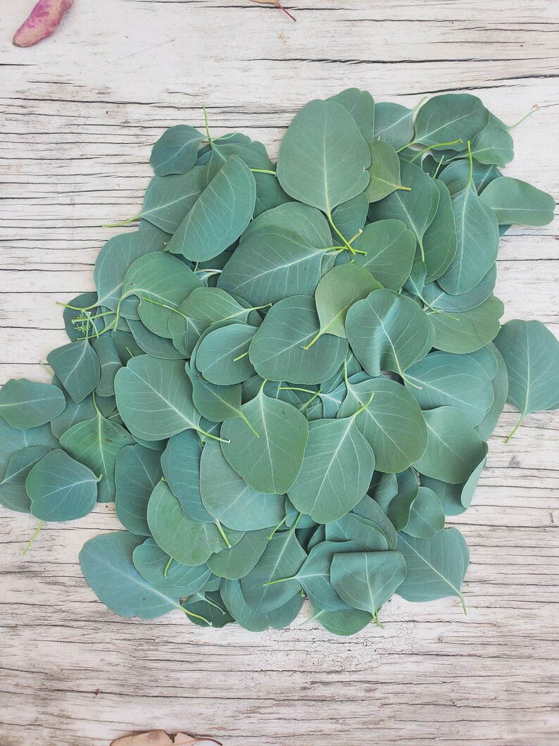 8 oz Eucalyptus Silver Dollar/ Gum Drop Leaves Etsy
