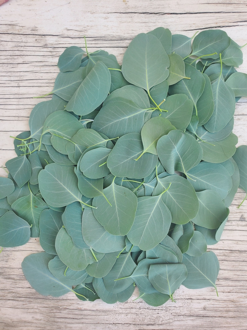 8 oz Eucalyptus Silver Dollar/ Gum Drop Leaves Etsy