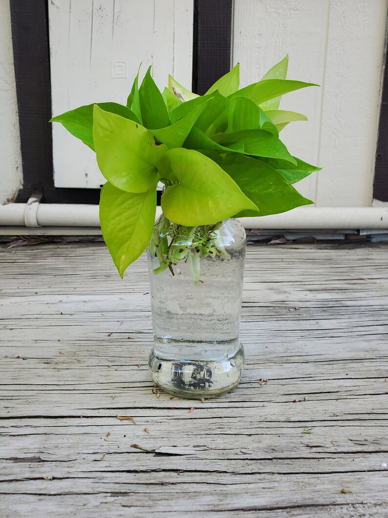 Neon Pothos / Lemon Lime Pothos Cuttings Single Node Unrooted Etsy