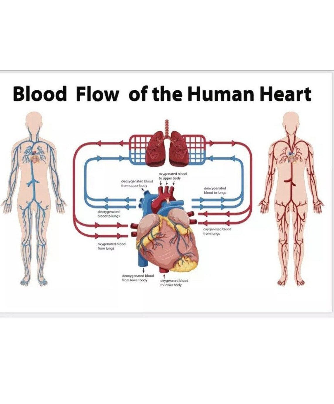 Blood Floor of Human Heart & Cardiovascular System A4 Etsy UK