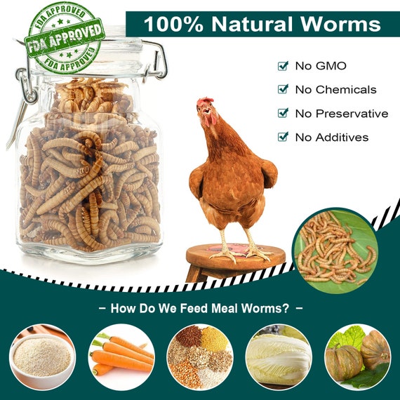 Euchirus Non-gmo Dried Mealworms for Wild Bird Chicken  Fish,high-protein,large Meal Worms,2lb,5lb,6lb,11lb,22lb. 