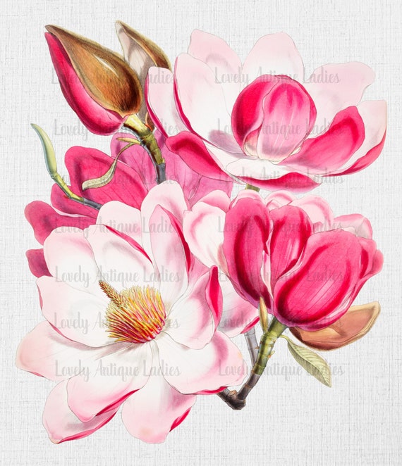 Magnolia Flower Clipart Digital Download High Quality 300 DPI | Etsy