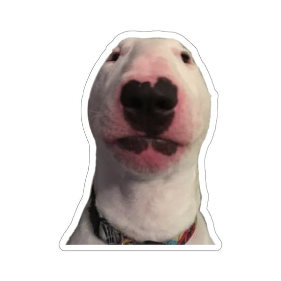 Walter Aufkleber Hund Meme Walter Meme Vinyl Laptop Etsy Walter Aufkleber Hund Meme Walter Meme Vinyl Laptop Etsy