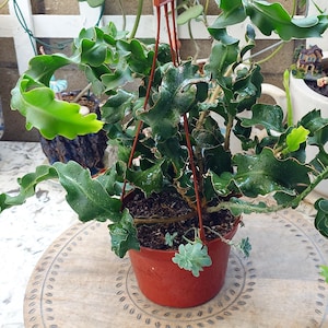 Epiphyllum Guatemalense Monstrose,  Orchid Cactus