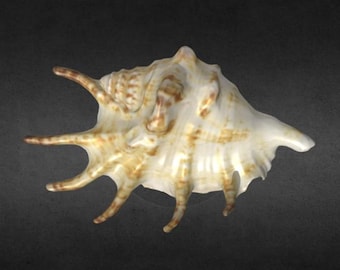 3D Scanned Spikey Seashell (3D Printable)