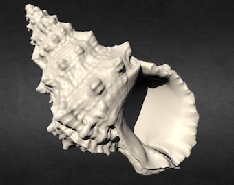 3D Scanned Large Seashell (3D Printable)