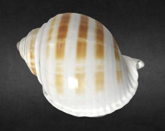 3D Scanned Stripey Seashell (3D Printable)
