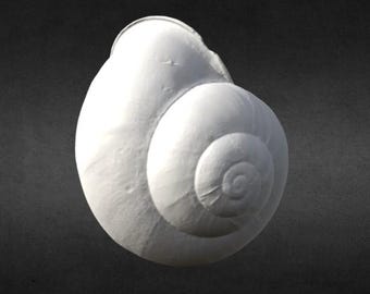 3D Scanned Mini Spiral Seashell (3D Printable)