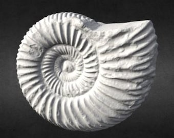 3D Scanned Nautilus Fossil (3D Printable)