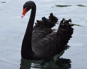 Black Swan - Single Card
