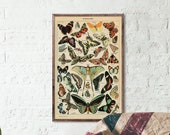 Vintage Butterfly Print - Adolphe Millot Poster Vintage Poster Office Decor Botanical Illustration Butterfly Poster Gift Idea Butterfly Art